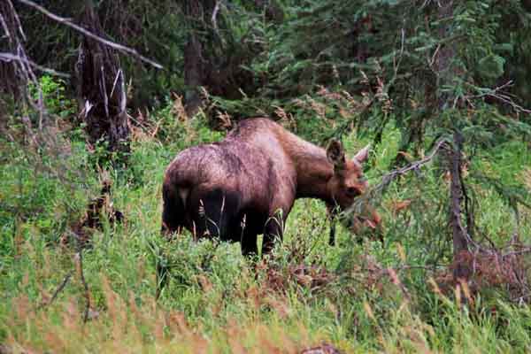 Alce - Alaska - EEUU.jpg
